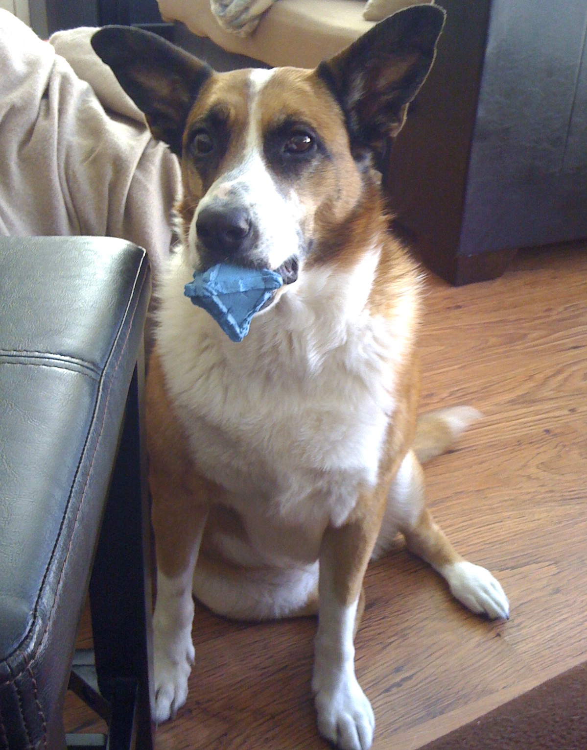 Stop watching tv and play fetch with me pleeeeasse