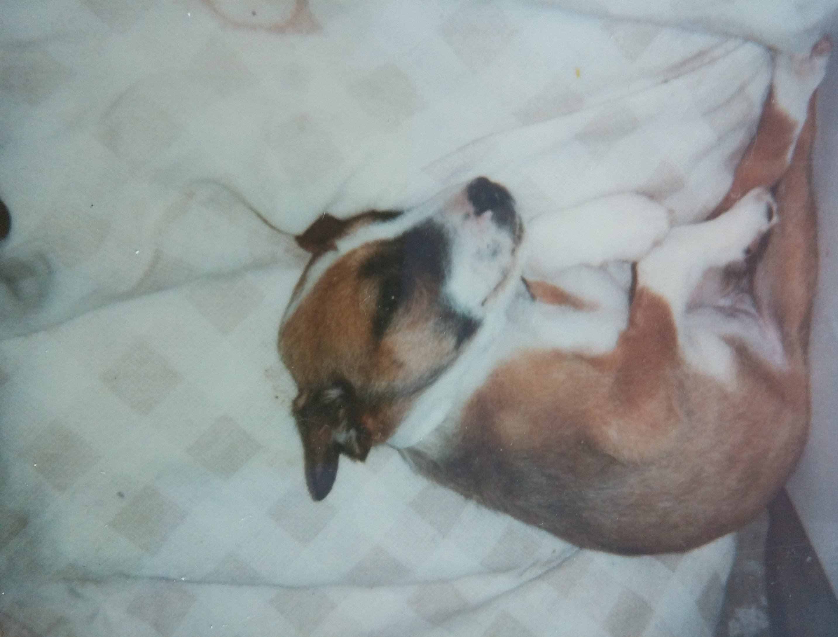 Rescued from the streets in 1999