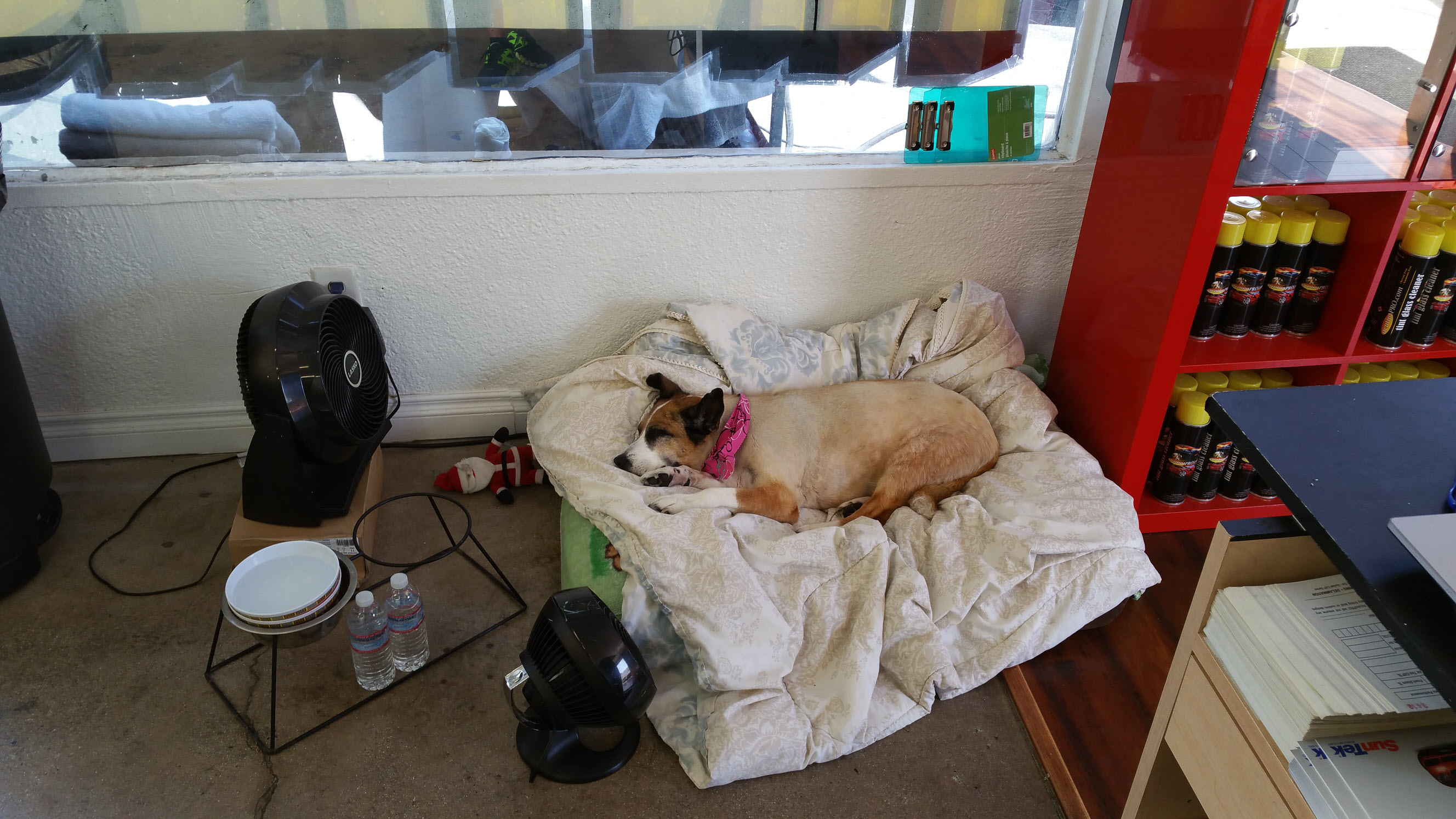 Summer days at the Shop