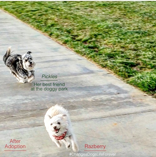 After Adoption